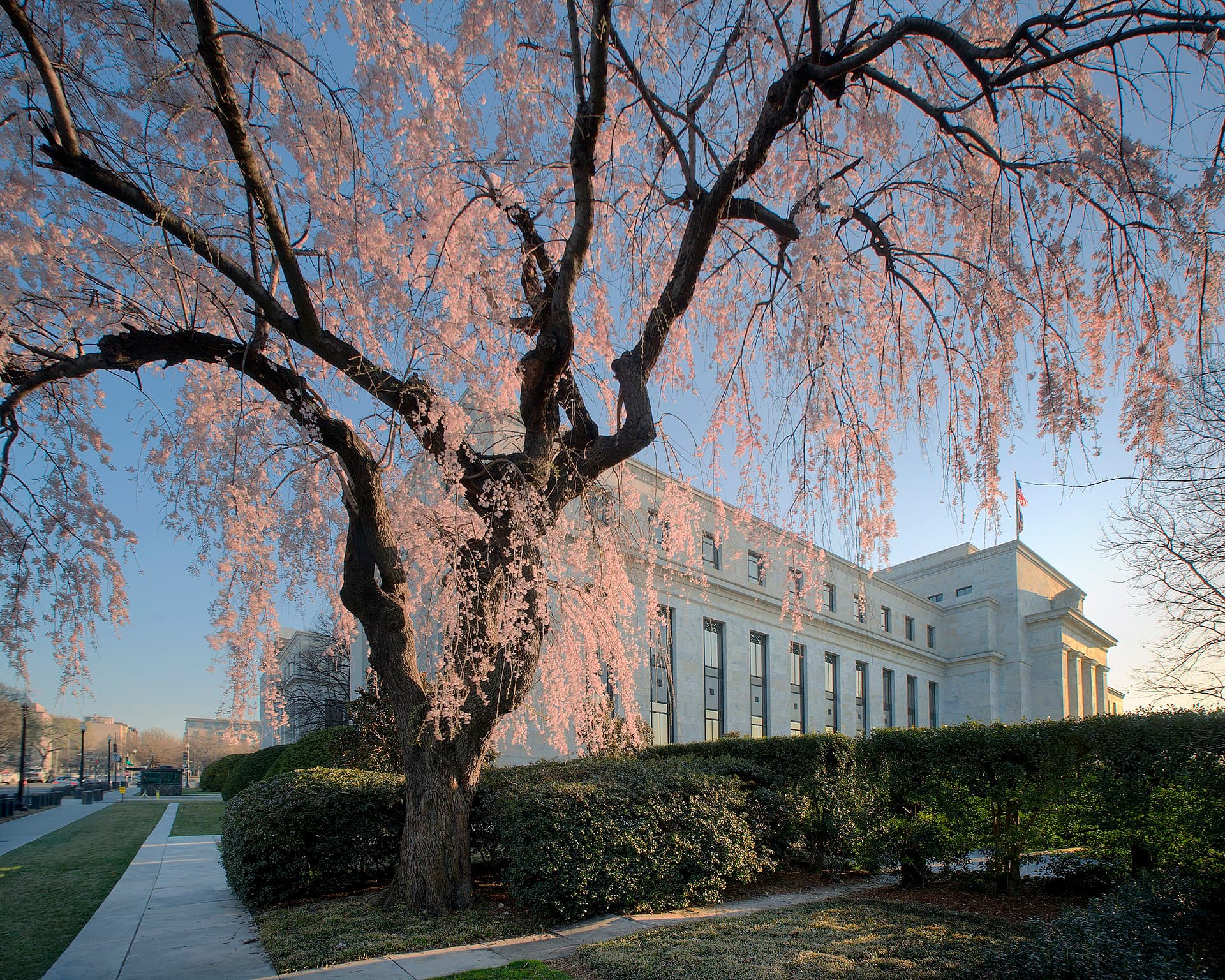 Cherry blossom tree in front of the Marriner S. Eccles building.